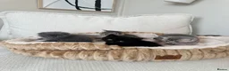 British Shorthair cats for sale: British shorthair x scottish fold kittens in London - Advert 9