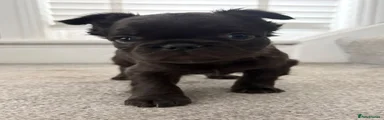 Salem