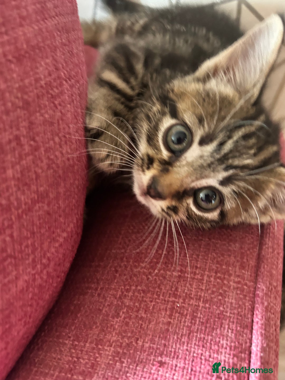 British Shorthair cats for sale: Beautiful tabby kittens looking for forever homes - Image 1