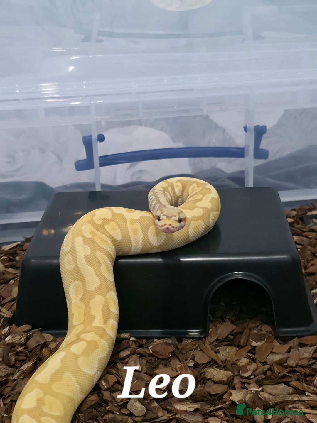 Python Snake reptiles for sale: Royal pythons for sale - Image 4