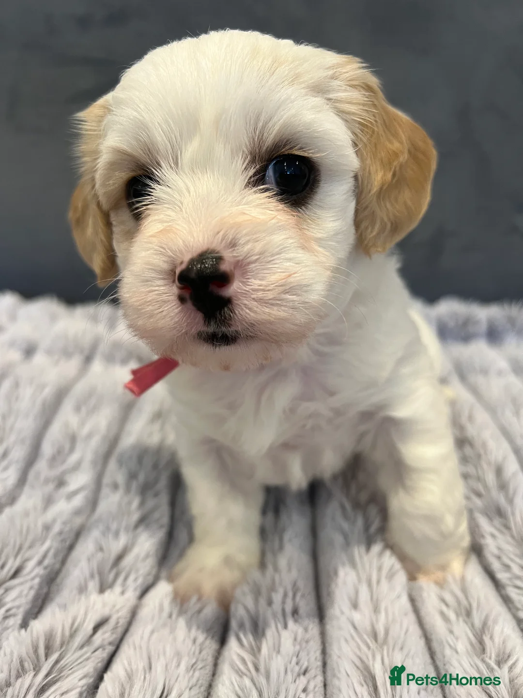 Cavachon dogs for sale: 🐶 Adorable Cavachon Puppies for Sale! 🐾 - Advert 19