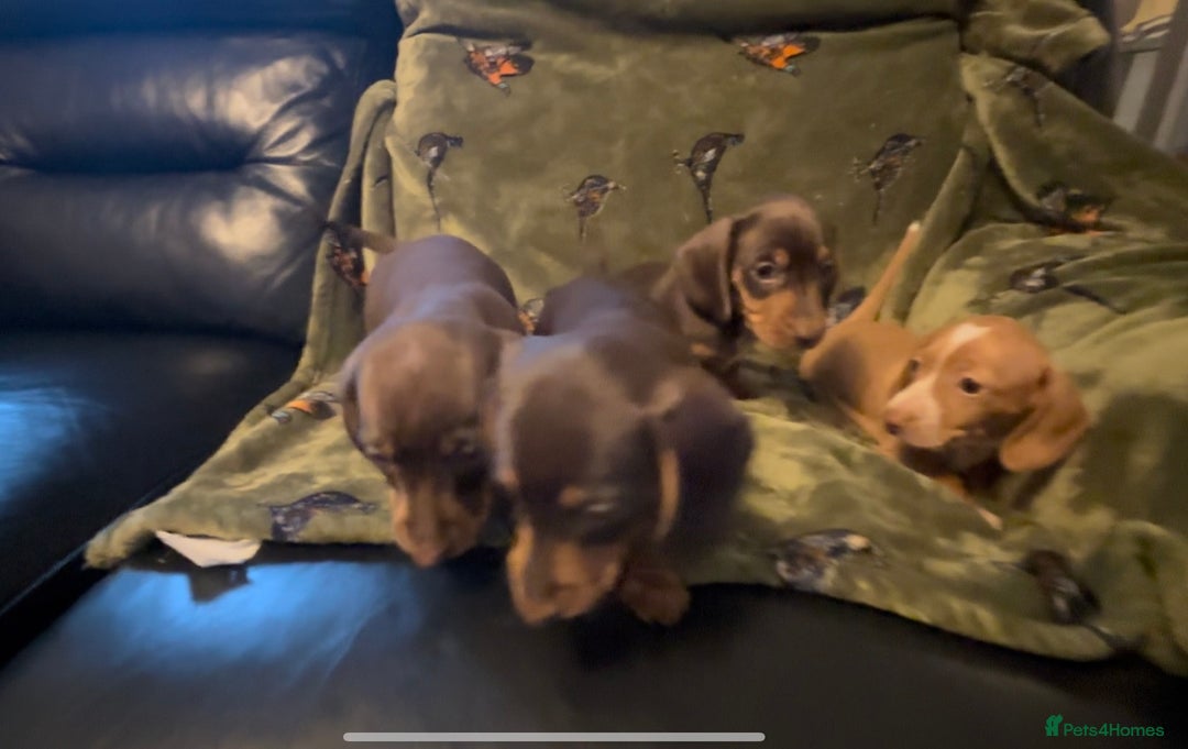 Miniature Dachshund dogs for sale: Kc registered Miniature dachshund puppies  - Image 17