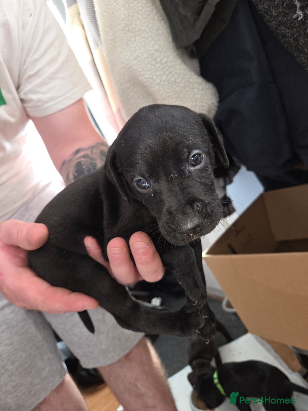 Mixed Breed dogs for sale: Labrador/irish wolf hound  - Image 9