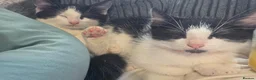 Mixed Breed cats for sale: Boy kitten 10 weeks - Advert 2