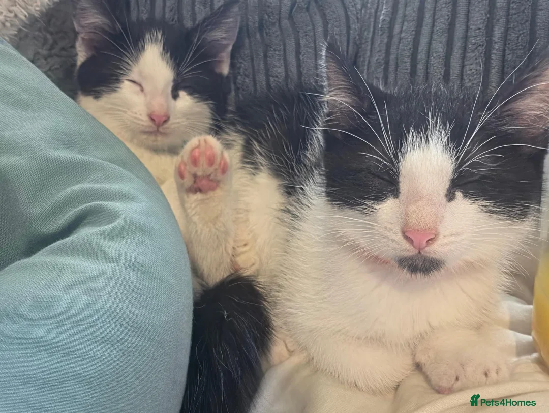 Mixed Breed cats for sale: Boy kitten 10 weeks - Advert 2