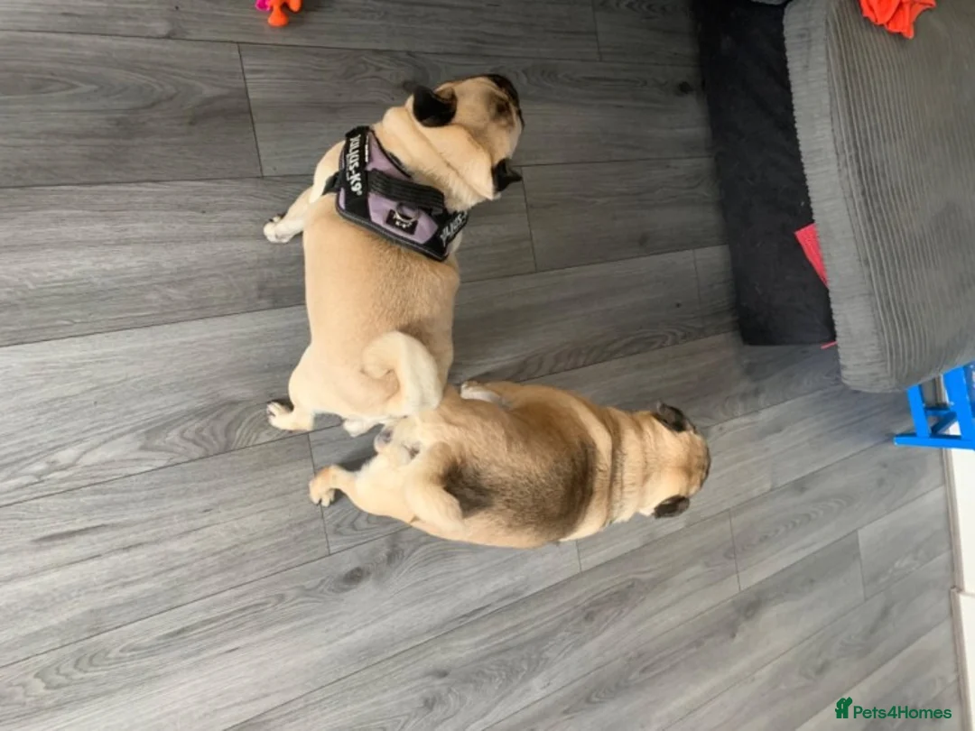 Pug dogs for stud: fawn pug stud  in Brighton - Advert 4