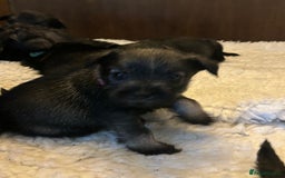 Schnauzer dogs for sale: KC reg health tested P/S standard schnauzers - Image 5