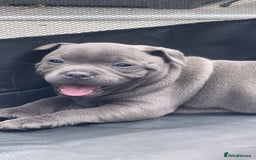 Staffordshire Bull Terrier dogs for sale: Top Quality Blue Staffordshire Bull Terriers  - Image 10