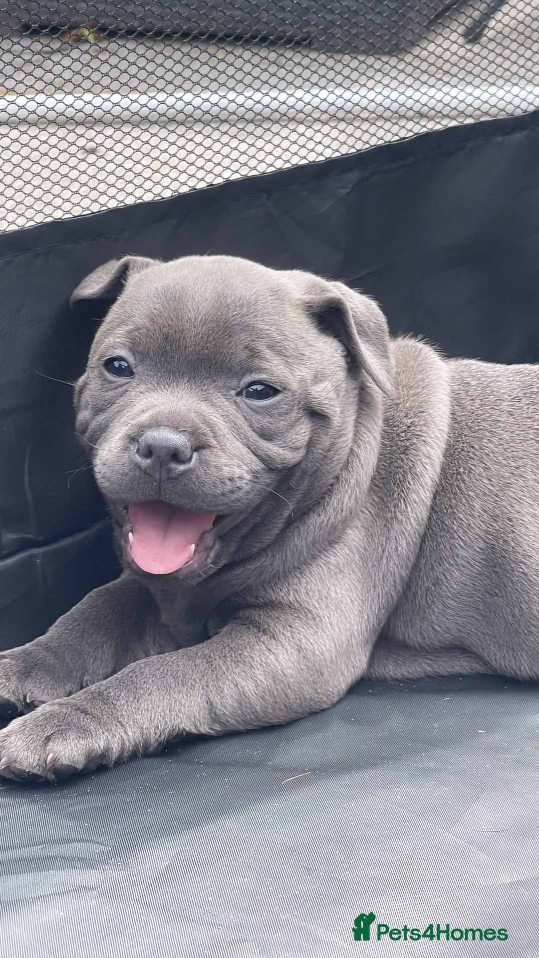 Staffordshire Bull Terrier dogs for sale: Top Quality Blue Staffordshire Bull Terriers  - Image 10