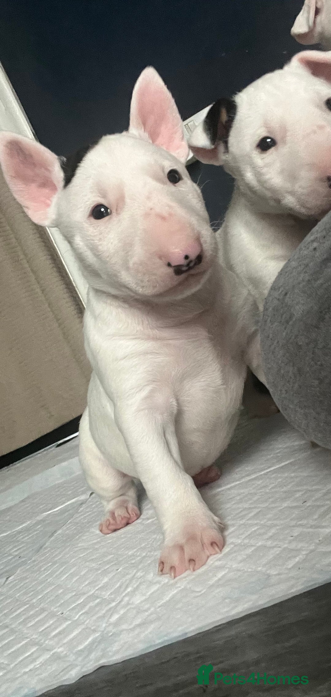 White Bull Mini Bull Terrier Price Terrier Miniature British Terrier