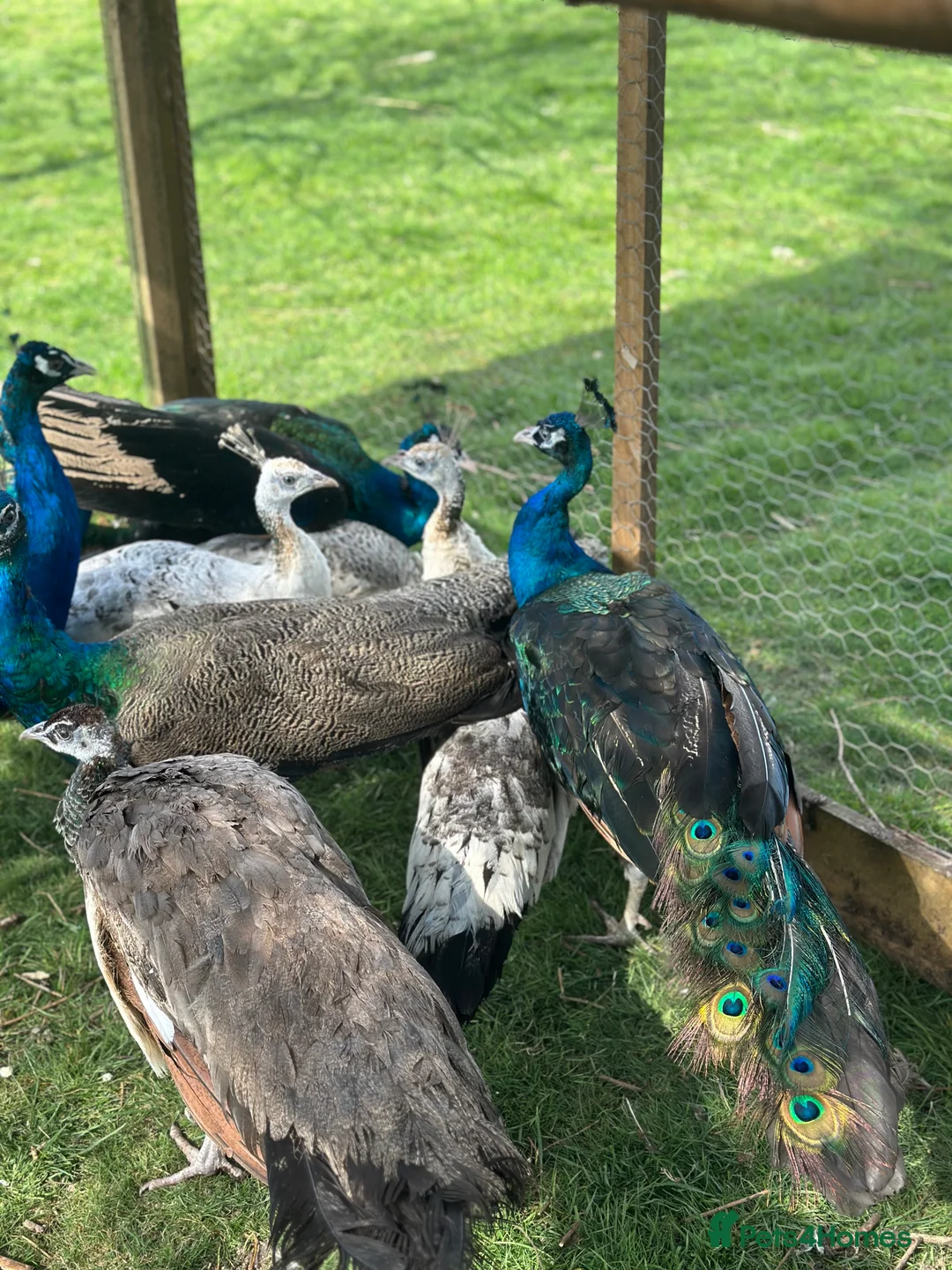 Peafowl poultry for sale: Blue Indian and black shoulder peafowl available  - Advert 2