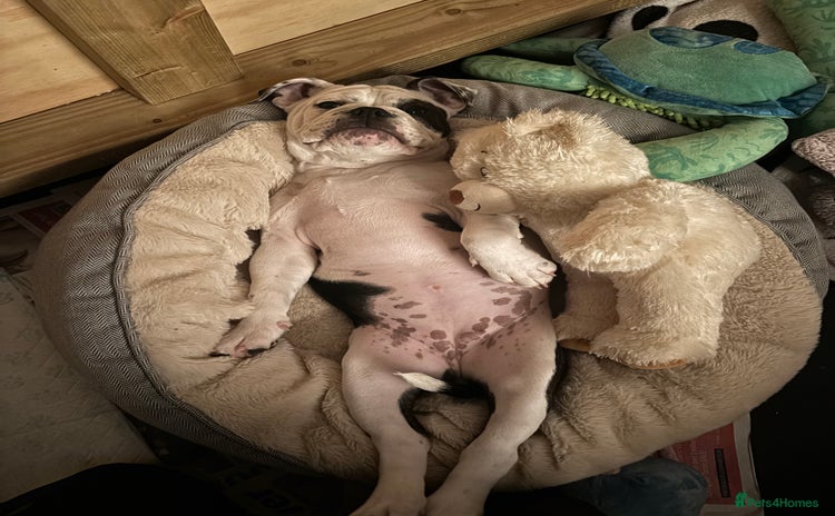Olde English Bulldogge dogs - Advert 4