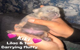 French Bulldog dogs for sale: Fluffy & testable frenchies - Image 9