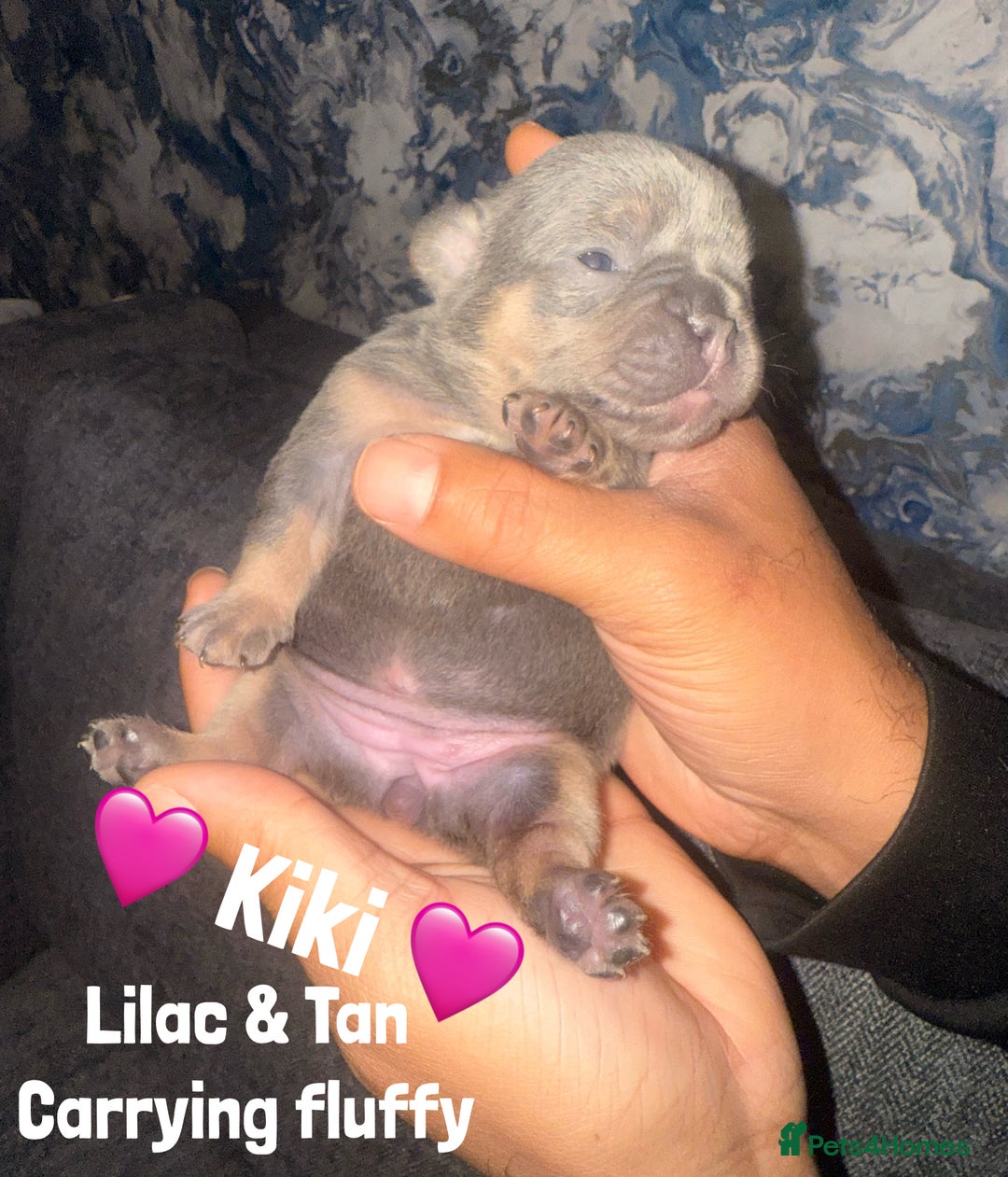 French Bulldog dogs for sale: Fluffy & testable frenchies - Image 9