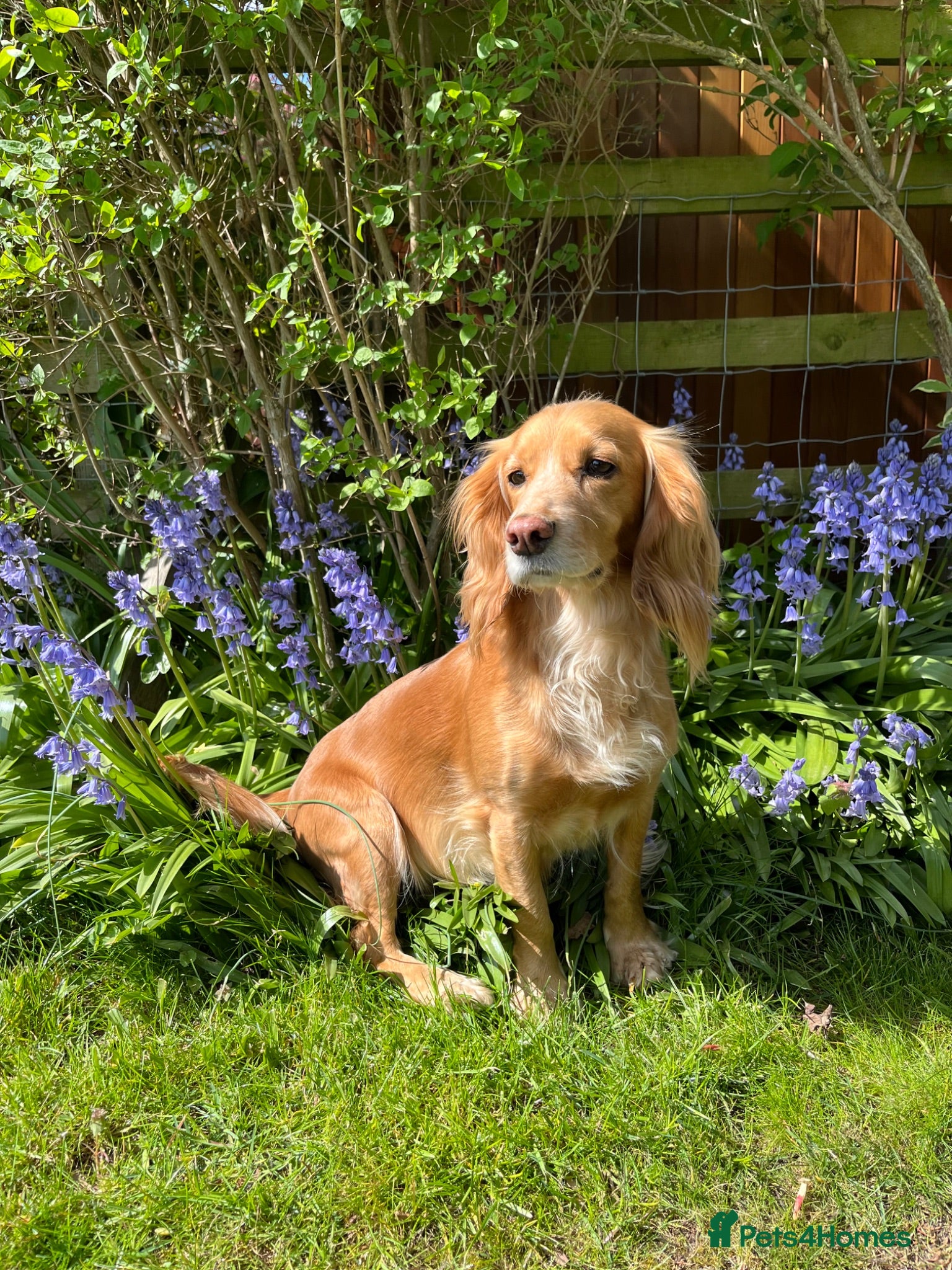 Cocker Spaniel dogs Two beautiful blue roan puppies available  - Advert 1