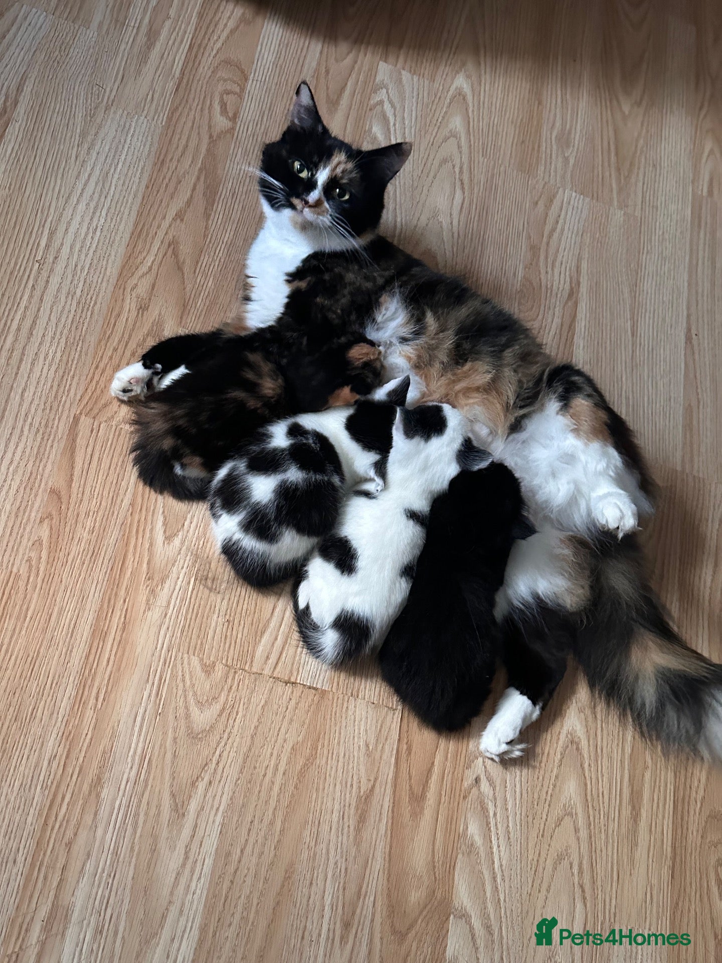 Mixed Breed cats Three beautiful playful kittens  - Advert 1