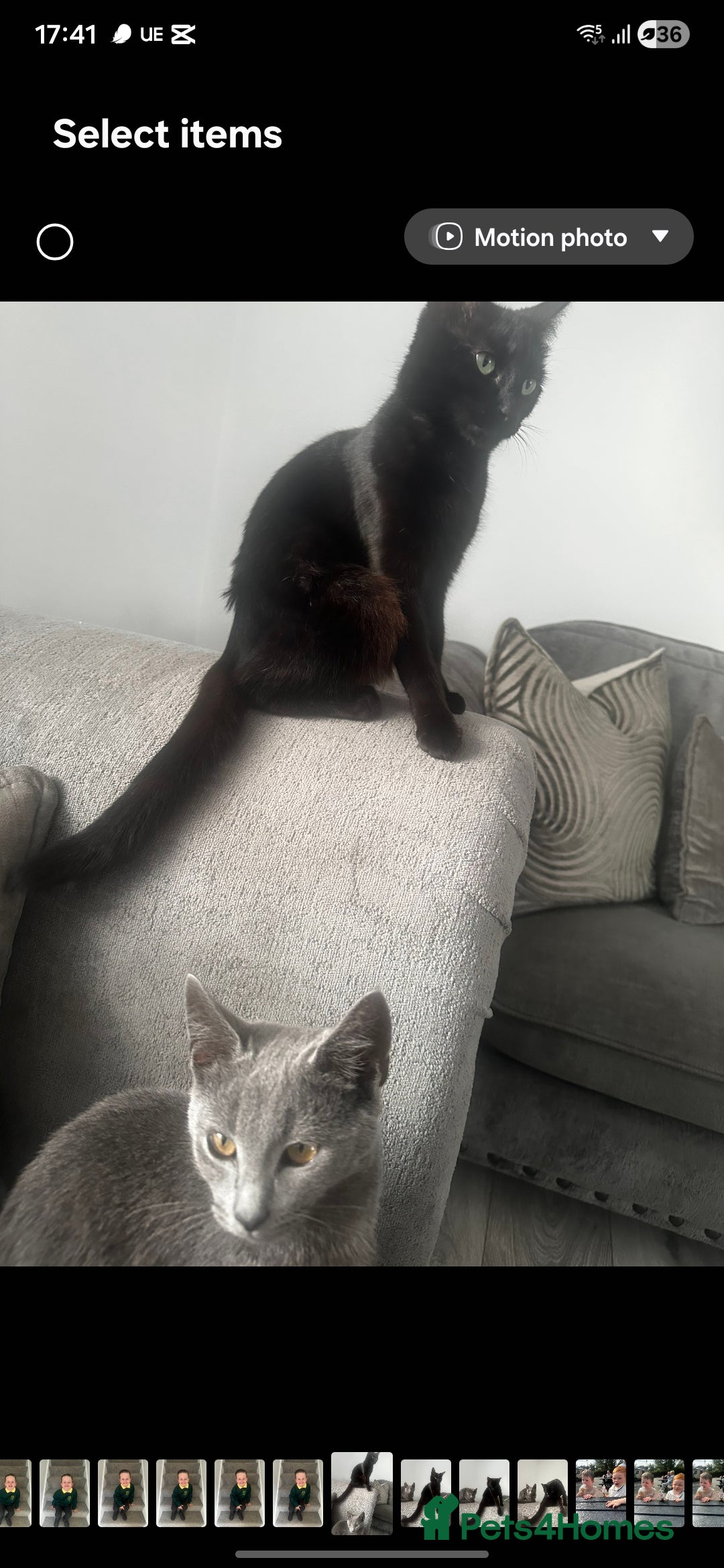 Mixed Breed cats for sale: Daisy and Derek - Advert 6