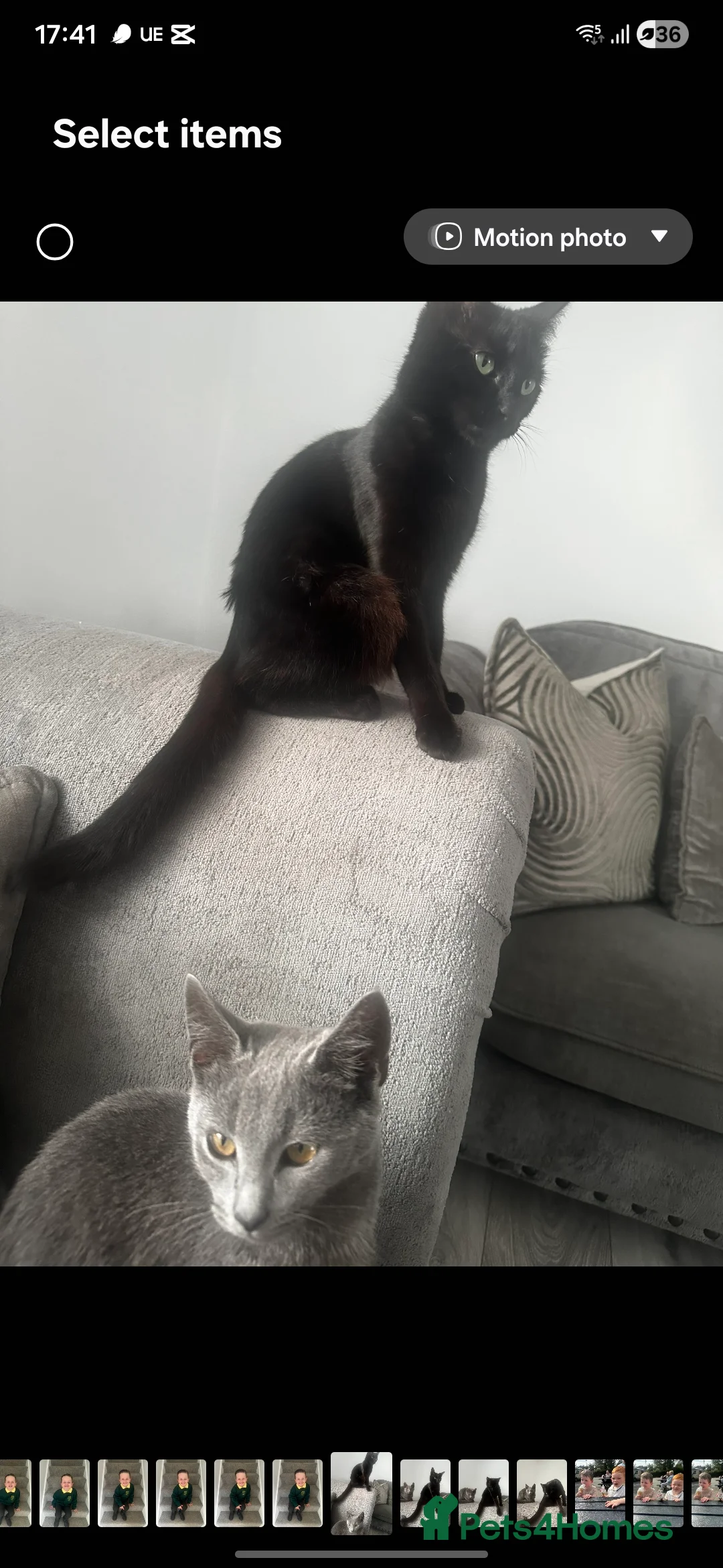 Mixed Breed cats for sale: Daisy and Derek - Advert 6