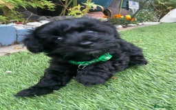 Mixed Breed dogs for sale: Cutest Havadoodles - Image 2