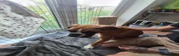 Boxer dogs for sale: Beautiful boxer puppies  in Blackwood - Advert 6