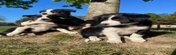 Border Collie dogs for sale: intelligent, well bred lovable  - Advert 2