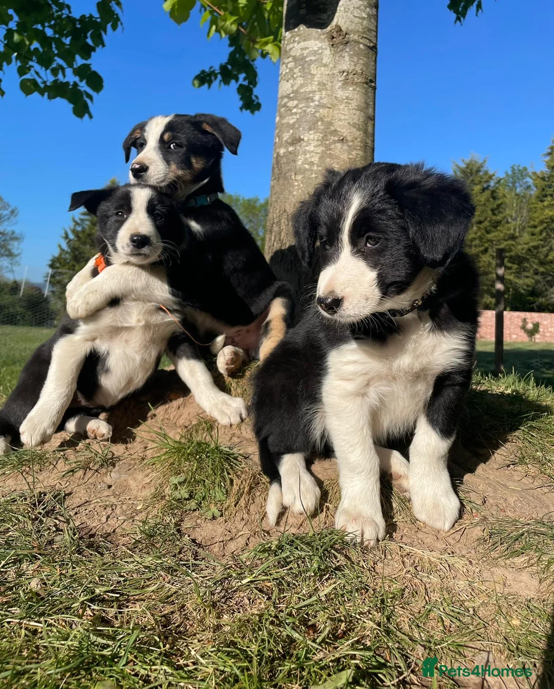 Border Collie dogs for sale: intelligent, well bred lovable  - Advert 2