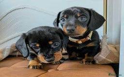 Miniature Dachshund dogs for sale: GORGEOUS MINIATURE DACHSHUND PUPPIES - Image 5
