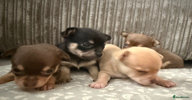 Chihuahua dogs - Advert 5