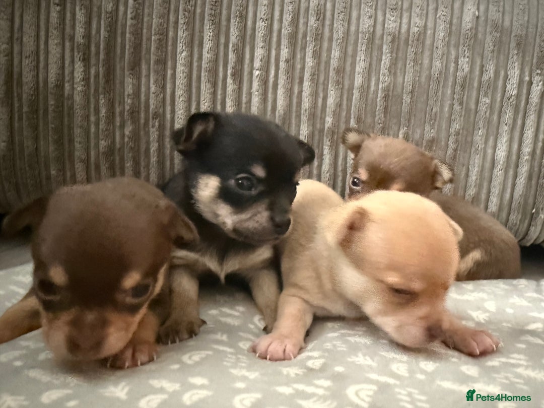 Chihuahua dogs for sale: Chihuahua Puppies Looking for Their Forever Homes - Image 4