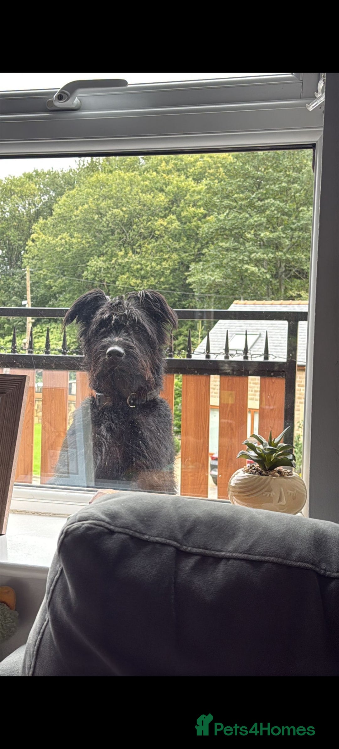 Mixed Breed dogs for sale: Schnotties - Image 4