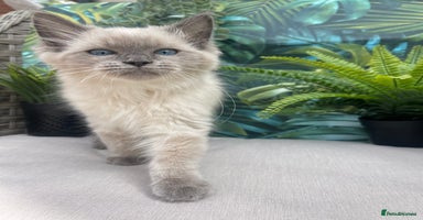 Ragdoll cats - Advert 12