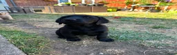 Labrador Retriever dogs for sale: (3 left) ADORABLE LABRADOR PUPPIES FOR SALE 🐾  - Advert 6