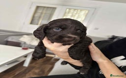 Cocker Spaniel dogs for sale: Cocker spaniel puppy  - Image 7