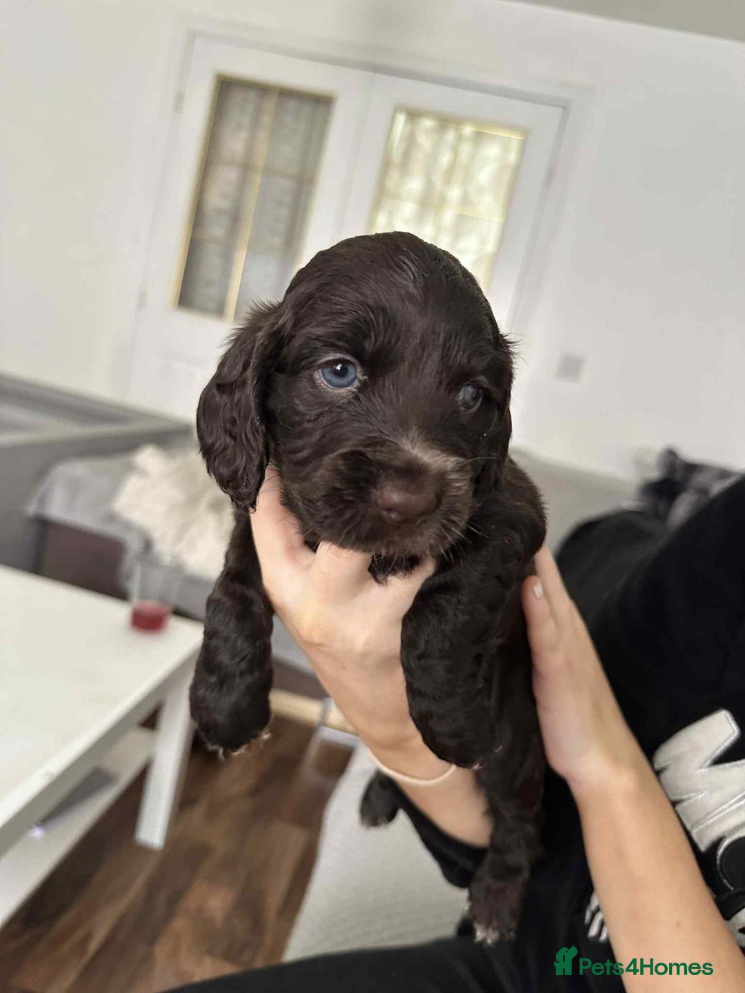 Cocker Spaniel dogs for sale: Cocker spaniel puppy  - Image 7