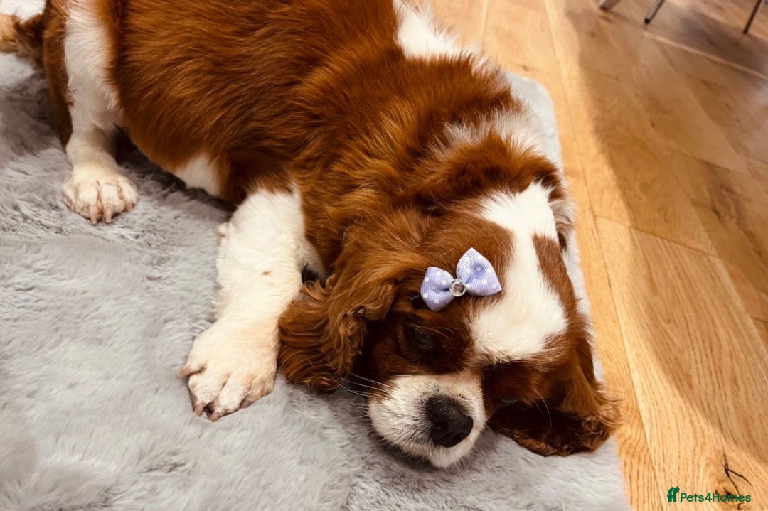 Cavapoo dogs for sale: 🐾red F1 Cavapoo puppies🐾  - Image 8