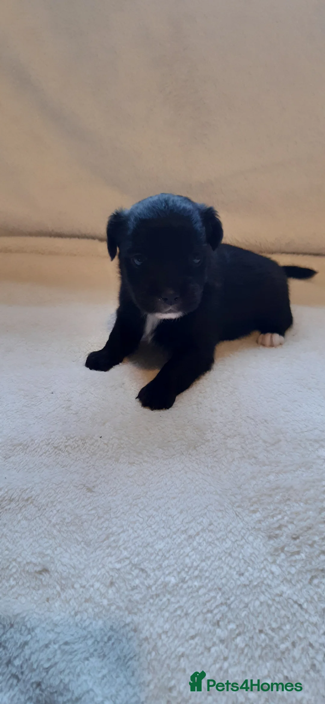 Mixed Breed dogs for sale: Shih Tzu / Jack Russell Hybrid Puppies READY TO GO - Advert 1