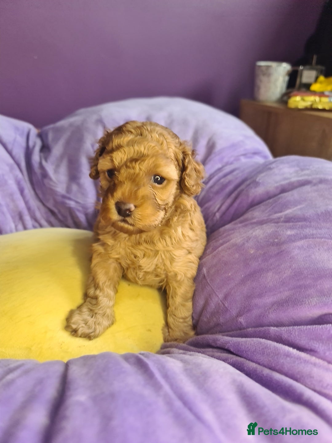 Toy Poodle dogs for sale: Mini TOY POODLES Last one boy available - Advert 24