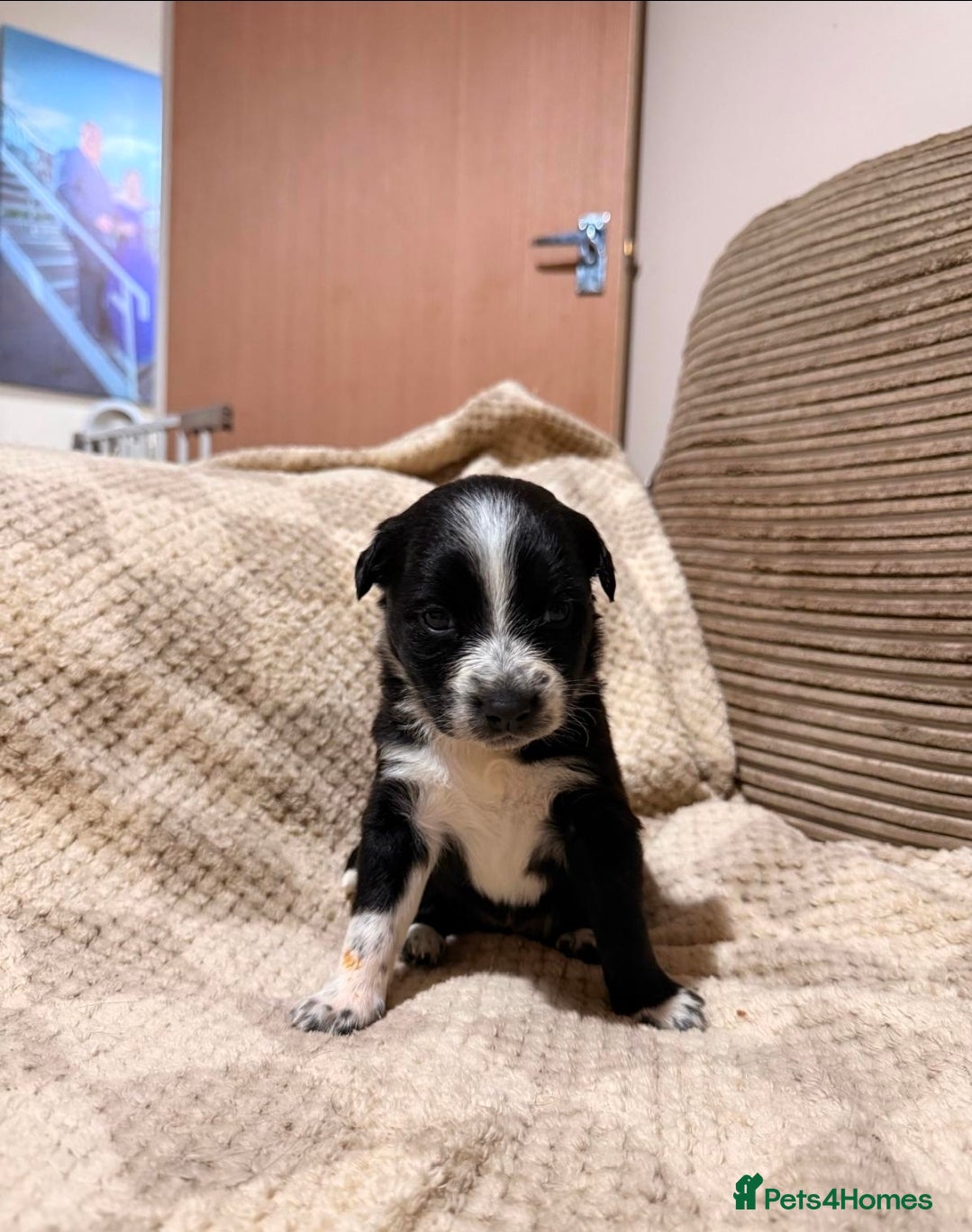 Mixed Breed dogs ✨🐾 3 Beautiful Female Puppies Available 🐾✨ - Advert 7