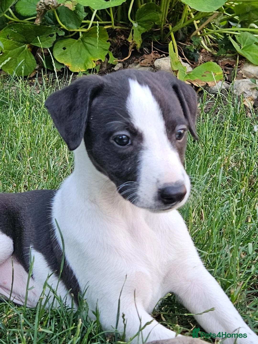 Whippet dogs for sale:  Gorgeous girl ready now - Advert 2