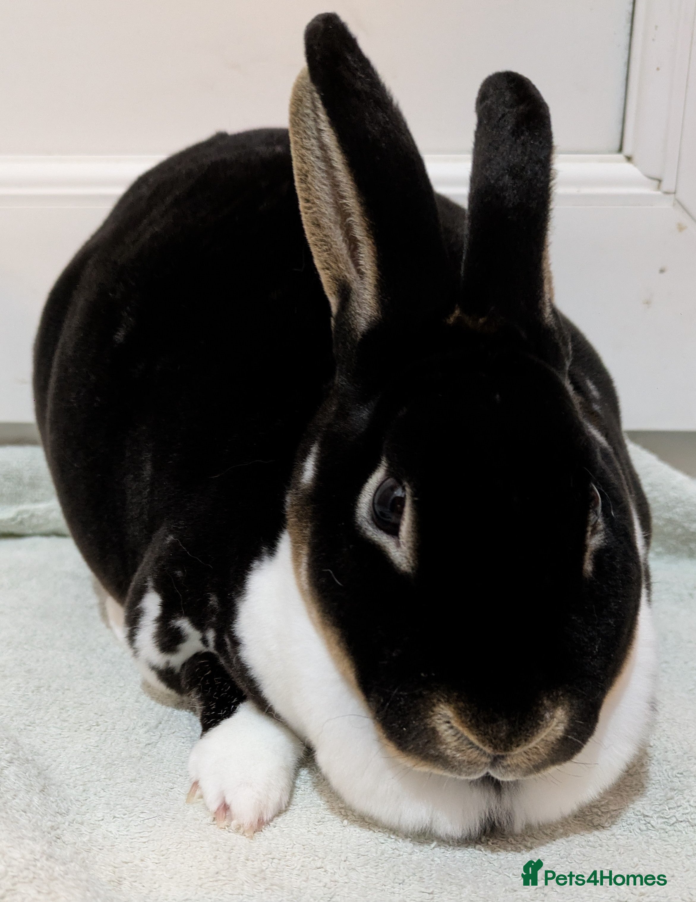 Mini Lop rabbits 1 female rabbit for sale - Advert 12