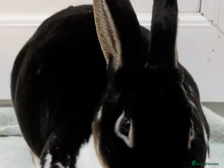 Mini Lop rabbits 1 female rabbit for sale - Advert 12