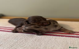 Miniature Dachshund dogs for sale: KC Long haired miniature dachshund puppies - Image 6