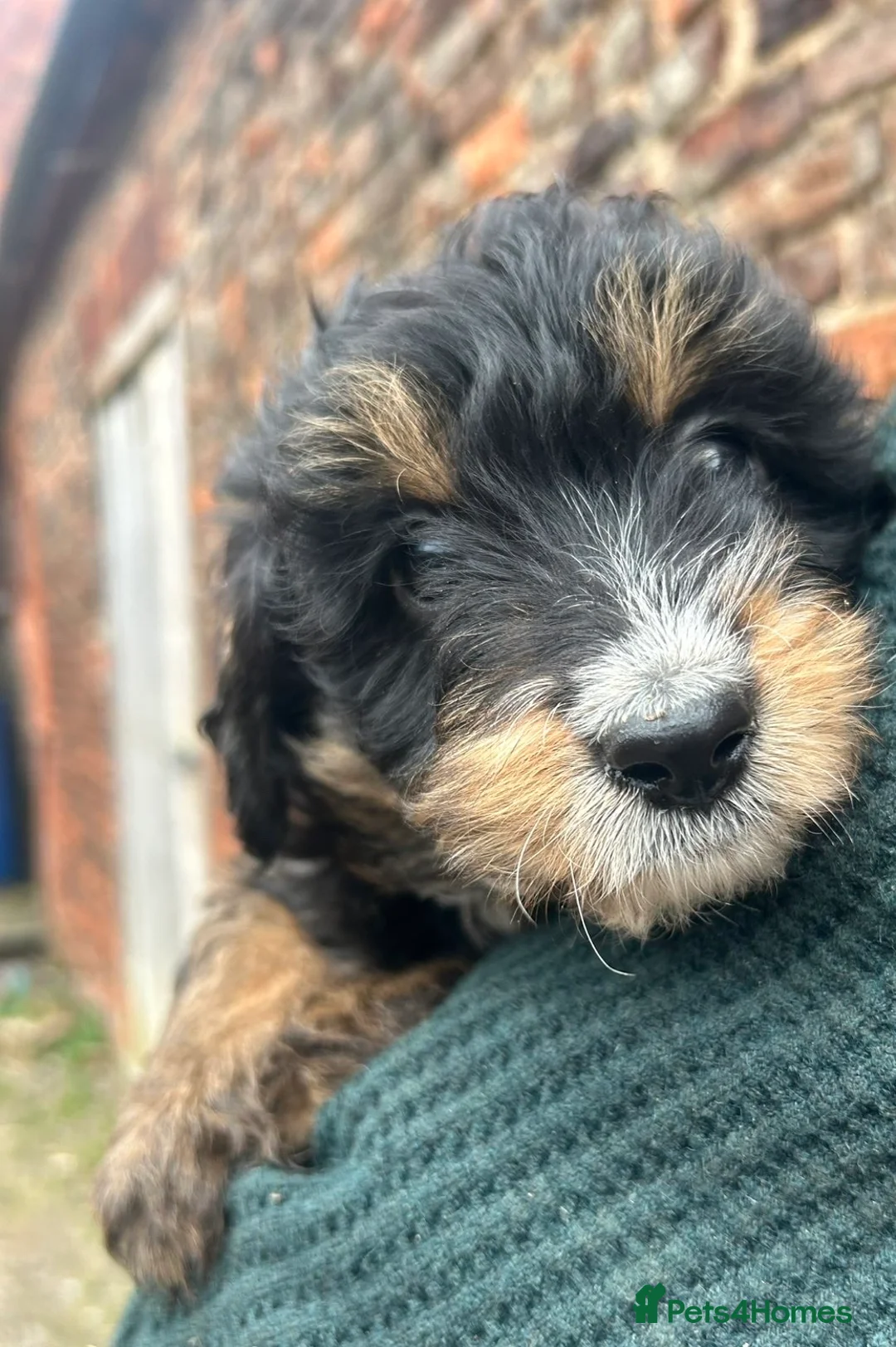 Bordoodle dogs for sale: Bordoodle puppies - Advert 11