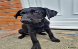 Labrador Retriever dogs for sale: Lovable, Quality KC black labradors  - Image 7