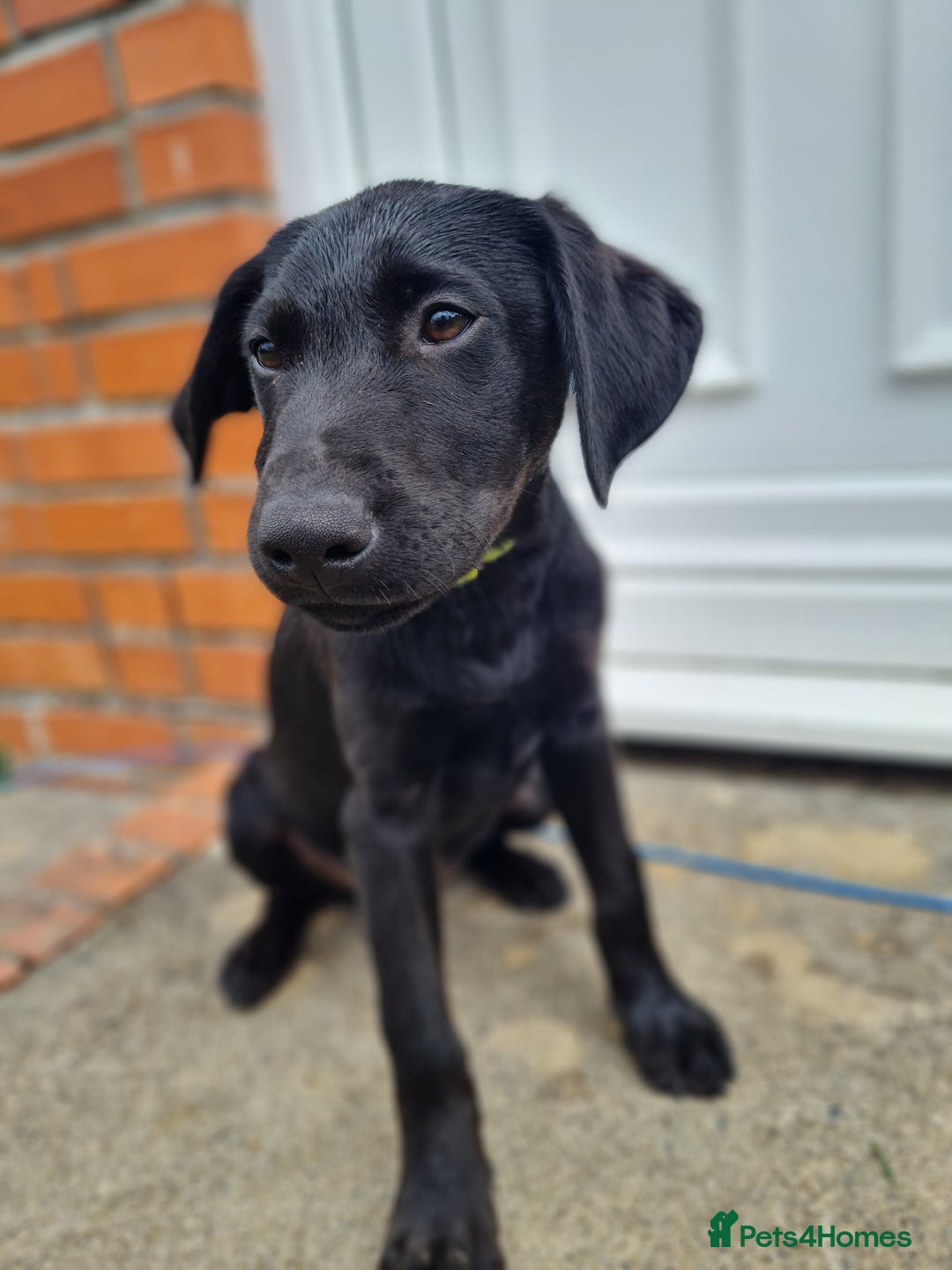 Labrador Retriever dogs for sale: Lovable, Quality KC black labradors  - Image 7