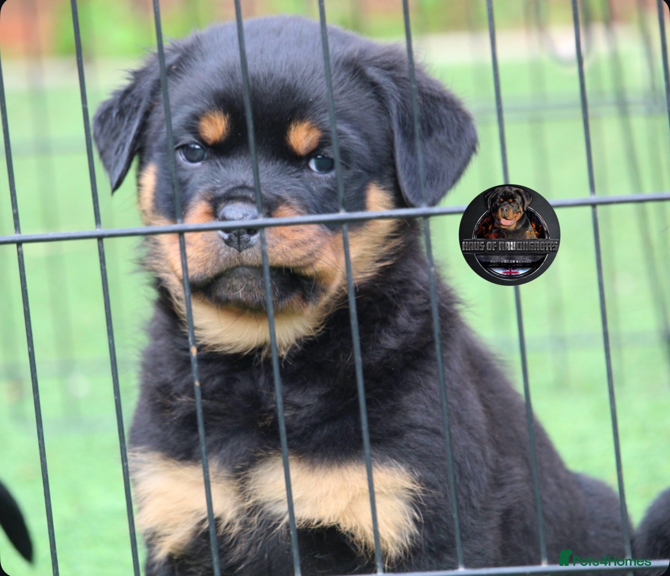 Rottweiler dogs for sale: Top KC Registered Rottweiler Male Puppies  - Advert 2