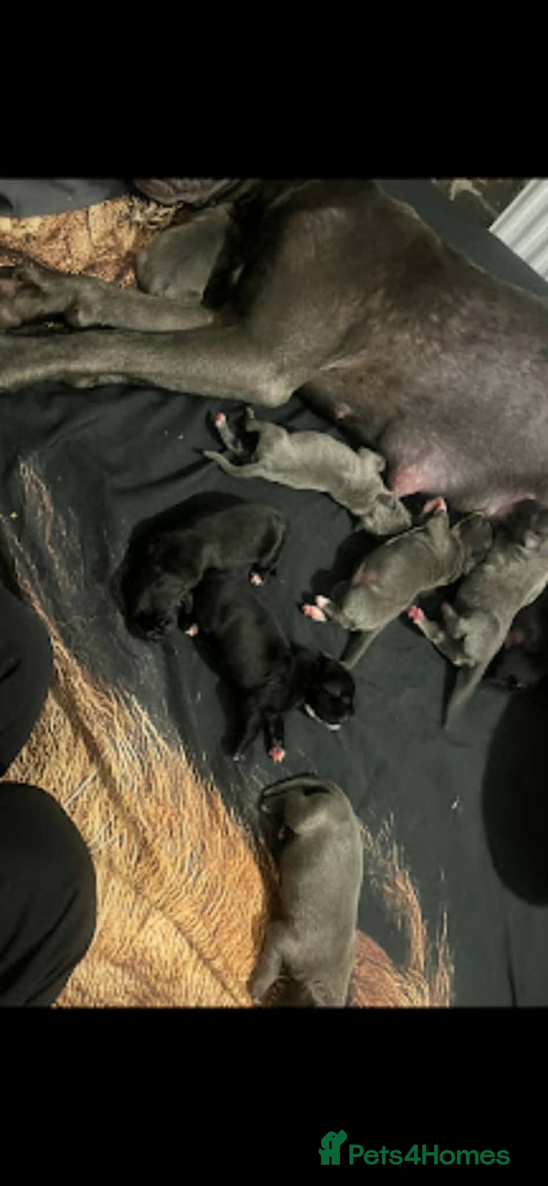 Mixed Breed dogs for sale: Cane corso hybrid - Advert 14