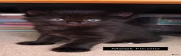Russian Blue cats for sale: Balus kittens - Advert 11