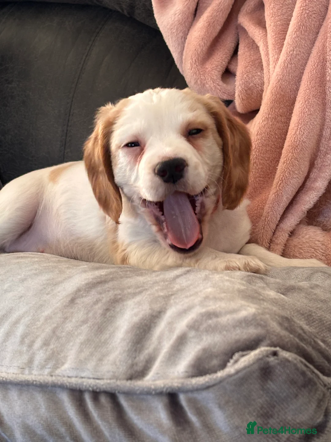 Cocker Spaniel dogs for sale: Beautiful working cocker spaniel puppy  - Advert 2