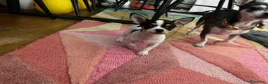 Chihuahua Puppy 1